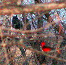 While our goal here was to capture a photo of a brilliant Vermillion Flycatcher, the photo revealed a great horned owl doing some "birding" of its own in the background!