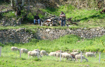 Shepherds and sheep in the the high meadows.