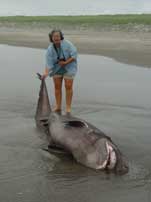 Yep! This is Pat with a five-gilled shark that was freshly washed ashore. Charter fishing opportunities and whale watching tours are easily available.