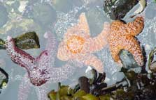 Colorful starfish crowd the tidepools at Yaquina Head Natural Area.